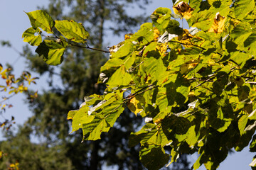 Close-up of green tree leaves lit by sunlight against a clear blue sky, symbolizing summer and nature.