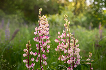 Pink lupin flowers blooms in the field in warm sunshine.