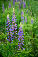 Purple lupin flowers blooms in the field in warm sunshine.