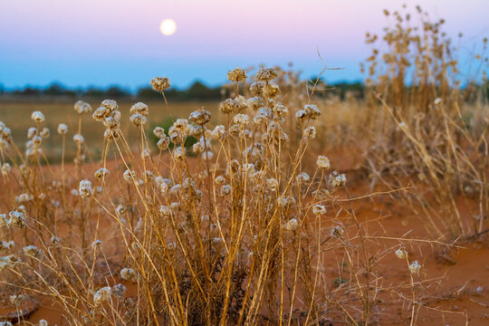 Low angled view of a full moon rising over wildflowers growing red dunes at the Perry Sand Hills