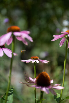 native bees enjoying the pink echinacea
