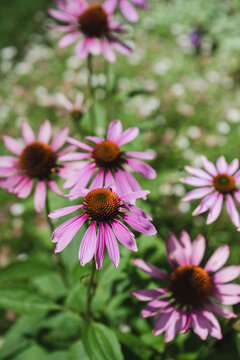 native bees enjoying the pink echinacea