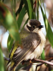 Brown-headed honeyeater