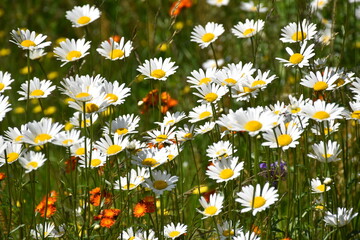 Fototapeta premium A field of blooming daisies, Sainte-Apolline, Québec, Canada