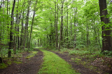 A path in the forest in summer, Montmagny, Québec, Canada