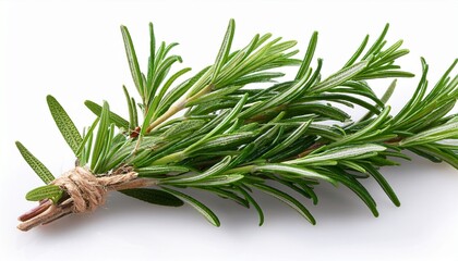 Fototapeta premium fresh rosemary isolated on a transparent background