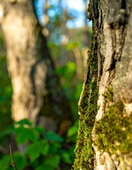 Moss-covered tree trunk in forest