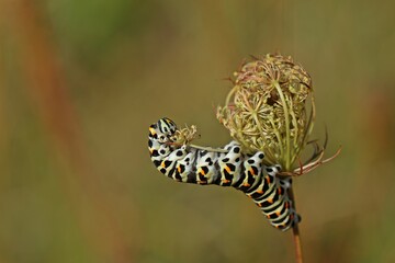 Raupe des Schwalbenschwanzes (Papilio machaon) frisst an Wilder Möhre (Daucus carota)