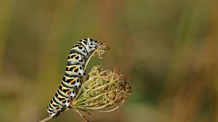 Raupe des Schwalbenschwanzes (Papilio machaon) frisst an Wilder Möhre (Daucus carota)
