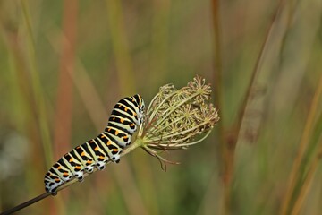 Raupe des Schwalbenschwanzes (Papilio machaon) frisst an Wilder Möhre (Daucus carota)