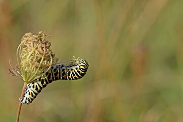 Raupe des Schwalbenschwanzes (Papilio machaon) frisst an Wilder Möhre (Daucus carota)