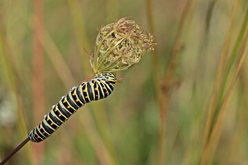 Raupe des Schwalbenschwanzes (Papilio machaon) frisst an Wilder Möhre (Daucus carota)