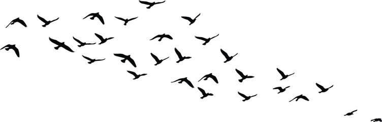 Black bird silhouette flock flying in formation, migration vector illustration of birds in sky, wildlife, freedom, travel, nature design.