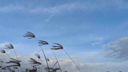 A close-up of several tall, thin plants with fuzzy tops swaying in the wind. The motion blur effect...