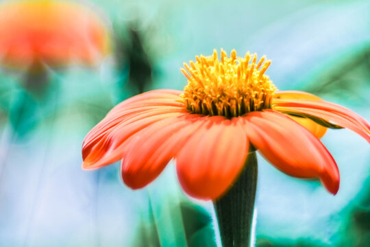 Aster