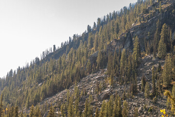 Steep mountainside and cliffs in Grand Teton National Park, Wyoming, covered with dense coniferous forest. The trees are predominantly evergreens, such as pines and spruces in the Rocky Mountains