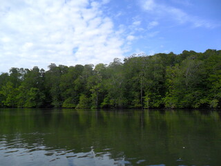 Fototapeta premium Mangrove ecosystem with expanse of Rhizophora sp vegetation in a calm river and a vast expanse of blue sky.