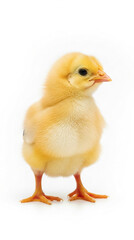 Fototapeta premium Adorable Yellow Chick Standing on White Background, Close-up View