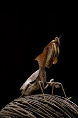 Devil praying mantis on a black background