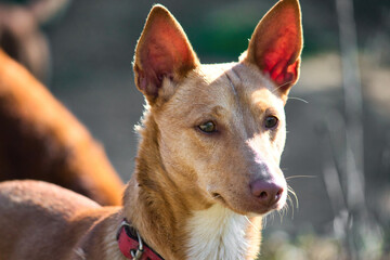 A close-up headshot portrait shot of a brown Podenco Andaluz, or warren hound dog, wearing a collar in a countryside field