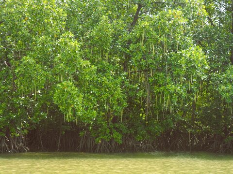 Propagule of the Rhizophora sp species hanging from tree branches.