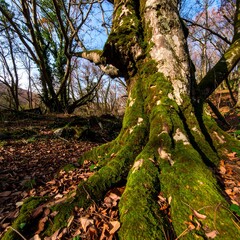 Fototapeta premium Mossy tree roots in a forest