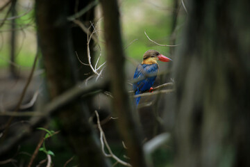 Kingfisher perched on a dry branch
