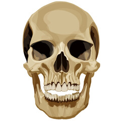 Vector illustration of a human skull bone in anatomical style.