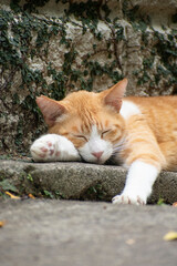 Sleepy Ginger Cat on Stone Ledge