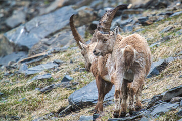 young alpine ibex in the austrian alps, the hohe tauern national park, at a spring day