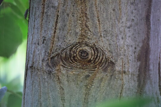 Tree branches against blue sky