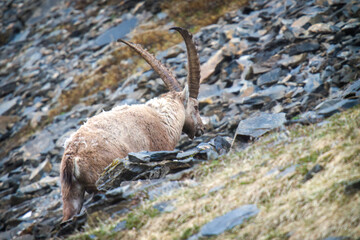 adult old alpine ibex in the hohe tauern national park in austria - east tirol, at a rainy spring day