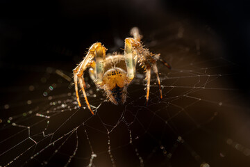 A close-up macro shot of a spider resting on its web in the dark, showcasing fine details of its hairy legs and intricate silk threads.