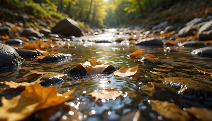 Fototapeta premium Autumn Leaves Floating on Forest Stream with Sunlight