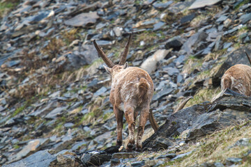 young alpine ibex in the hohe tauern national park in austria - east tirol, at a rainy spring day