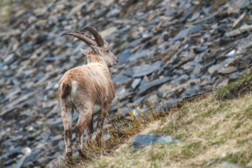 young alpine ibex in the austrian alps, the hohe tauern national park, at a spring day