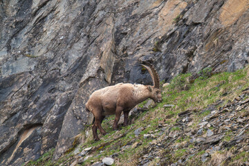 adult old alpine ibex in the hohe tauern national park in austria - east tirol, at a rainy spring...