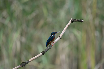 Eisvogel (Kingfisher)