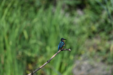 Eisvogel (Kingfisher)