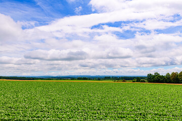 北海道 十勝の広大な農場(士幌町と上士幌町)
