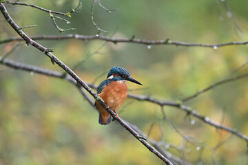 Eisvogel (Kingfisher)