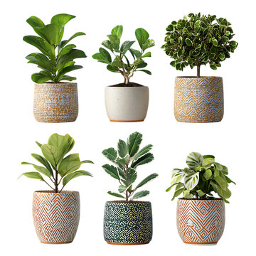 Fototapeta Six different potted plants in decorative pots.  Perfect for home decor, gardening, and plant lover themes.