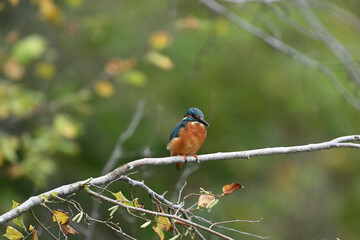 Eisvogel (Kingfisher)