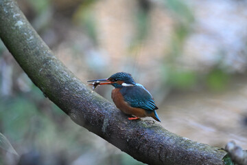 Eisvogel (Kingfisher)