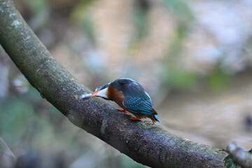 Eisvogel (Kingfisher)