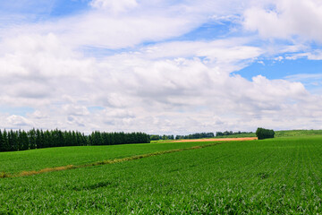 北海道 十勝の広大な農場(士幌町と上士幌町)

