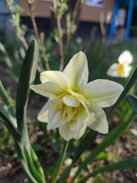 Fototapeta Close-up of daffodil flower blooming. Blossoming varietal flower narcissus with white petals with green stripe in inflorescence on green stem with leaves growing in ground on sunny spring evening