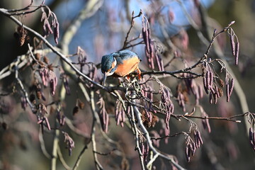 Eisvogel (Kingfisher)