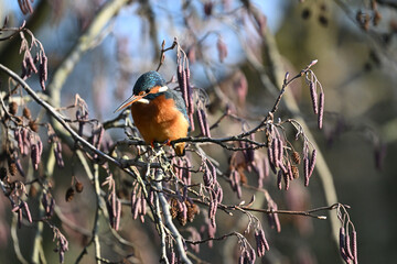 Eisvogel (Kingfisher)