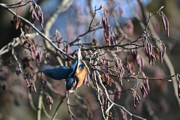 Eisvogel (Kingfisher)